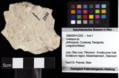 Foto (Objket + Etiketten) von Coelopus sp. 